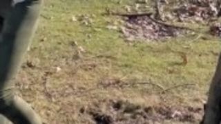 Japanese cougar walk in park pissing in trousers.